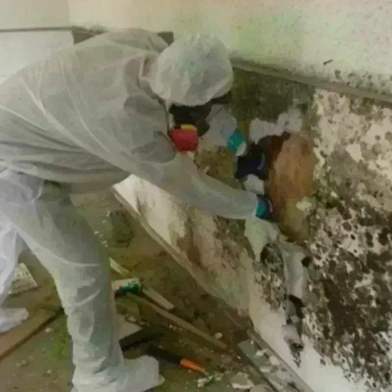 Mold Remediation and Removal in Longview, TX